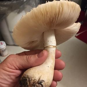 Unknown Species
