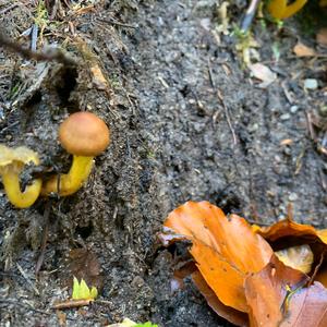 Trumpet Chanterelle