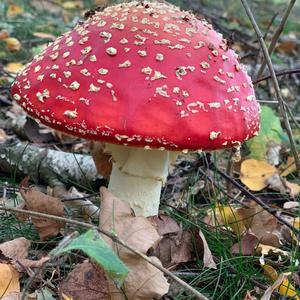 Fly Agaric