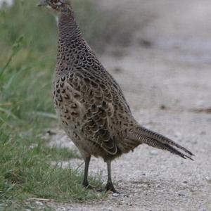 Common Pheasant