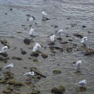 Black-headed Gull