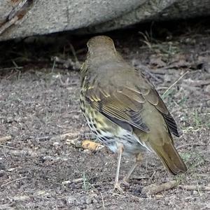 Song Thrush