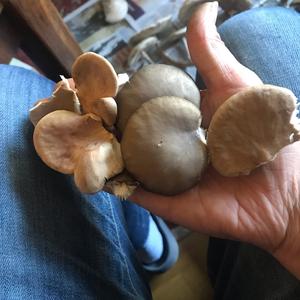 Oyster Mushroom