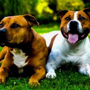 American Staffordshire Terrier