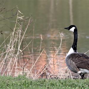 Canada Goose