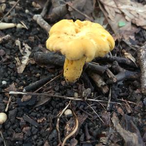 Chanterelle, Common