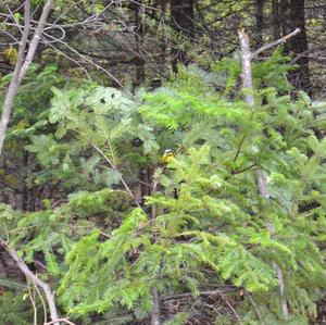 Magnolia Warbler