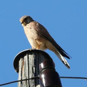 Common Kestrel