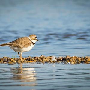 Little Ringed Plover