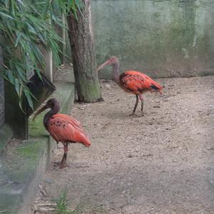 Scarlet Ibis