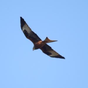 Red Kite