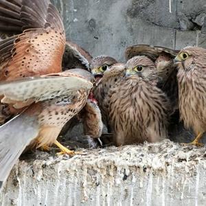 Common Kestrel