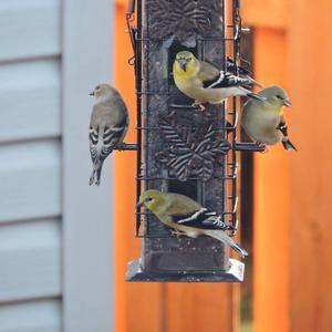 American Goldfinch