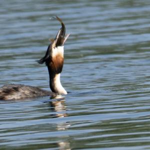 Great Crested Grebe