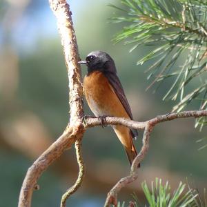 Common Redstart