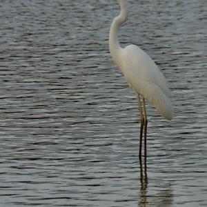 Great Egret