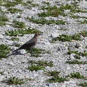 Brewer's Blackbird