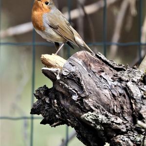 European Robin