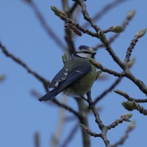 Blue Tit