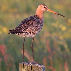 Black-tailed Godwit