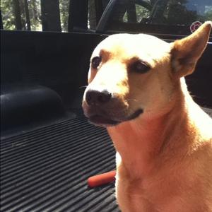 Unknown Breed