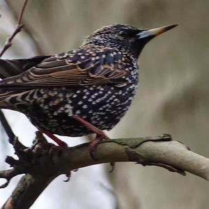 Common Starling