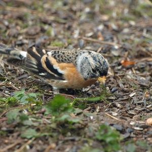 Brambling