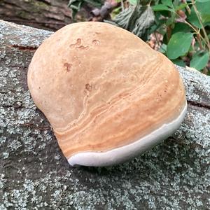 Unknown Species
