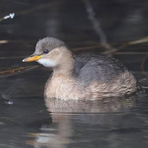 Little Grebe