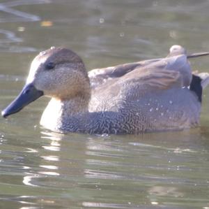 Gadwall