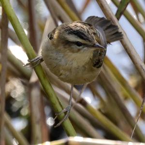 Sedge Warbler