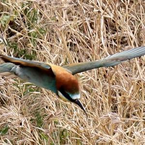 European Bee-eater