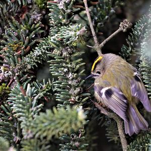 Goldcrest