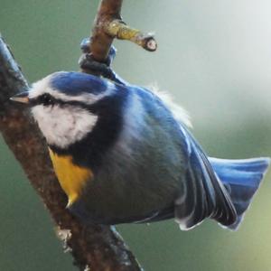 Blue Tit