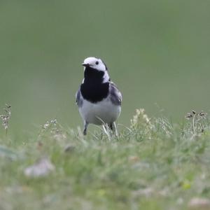 White Wagtail