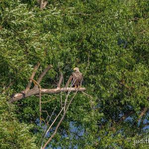 White-tailed Eagle