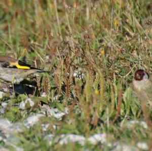 European Goldfinch