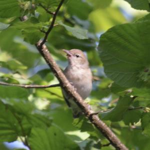 Garden Warbler