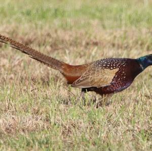 Common Pheasant