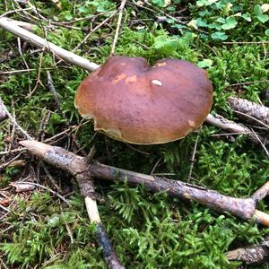 King Bolete