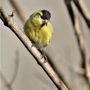 Eurasian Siskin