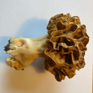 Yellow Morel