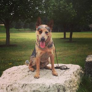 Australian Cattle Dog