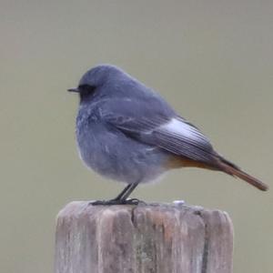 Black Redstart