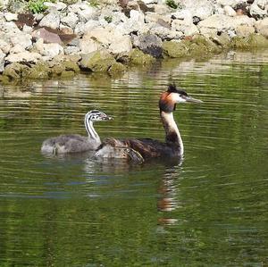 Great Crested Grebe