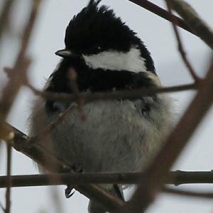 Coal Tit