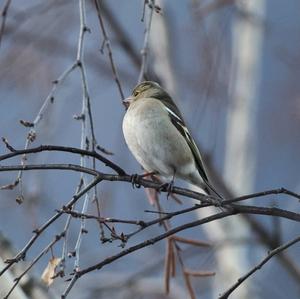 Eurasian Chaffinch