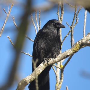 Carrion Crow