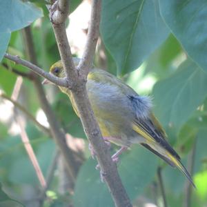 European Greenfinch