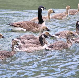 Canada Goose